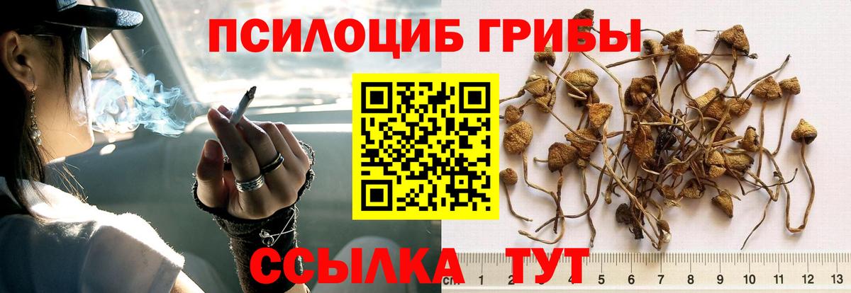 Галлюциногенные грибы мицелий  Галлюциногенные грибы Psilocybine cubensis  Богородицк  где купить наркоту  Вход с VPN 